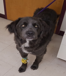 black dog being cared for at vet