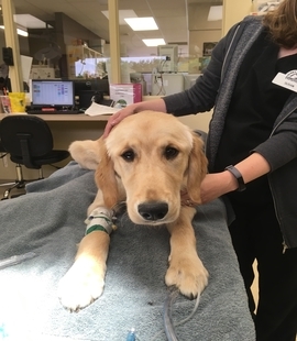 vet caring for a labrador laying in examination table