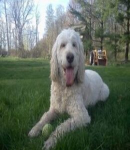 labradoodle laying on grass playing with a tennis ball