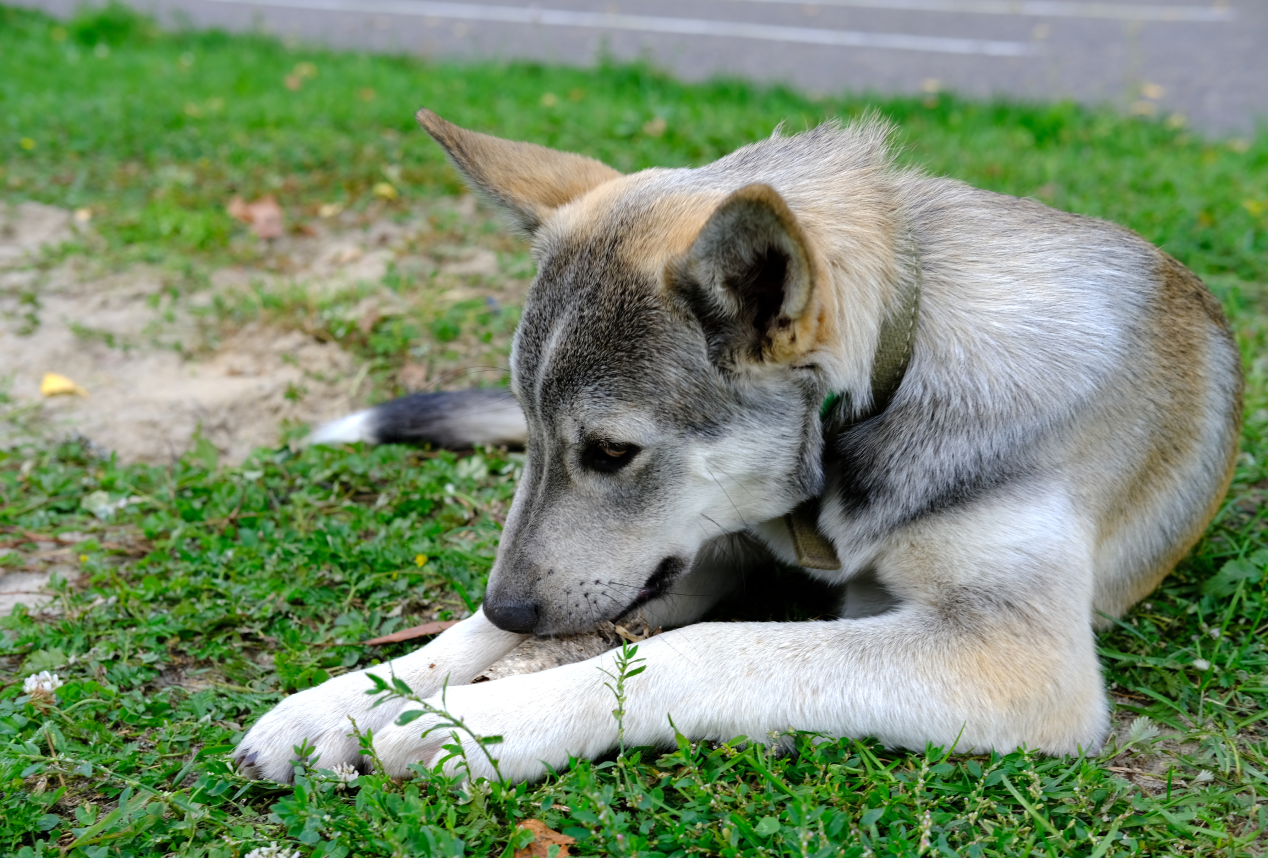 Dog laying on grass