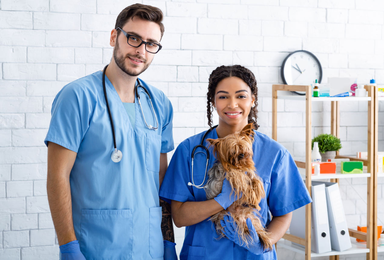 Two veterinarians holding a small shu-shitzu dog