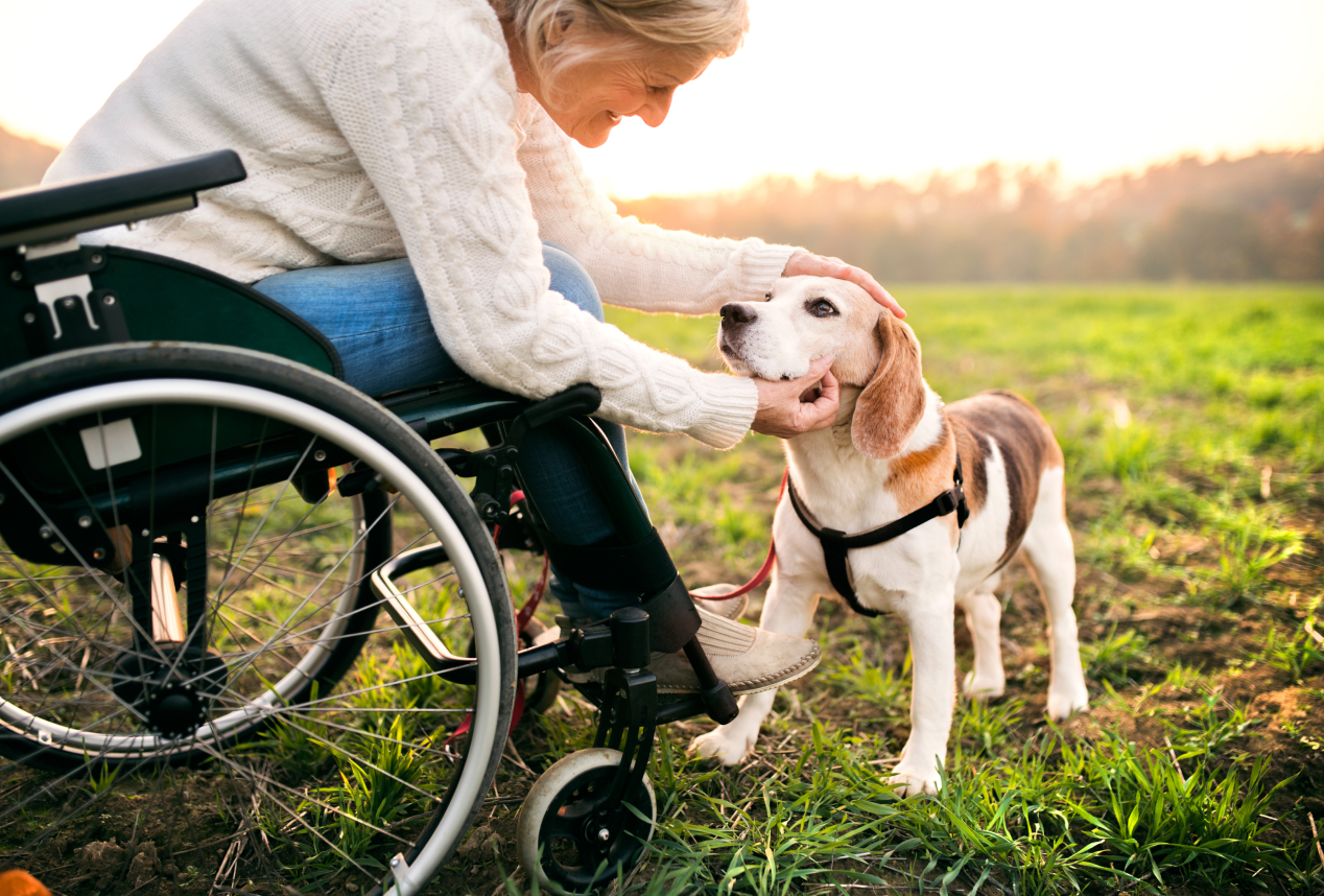 service dog being petted by woman in wheelchair