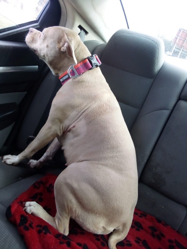 Dog with surgery scar on his side, inside car looking out the window