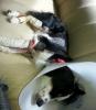 Black and white rescue dog lying on couch wearing cone collar