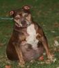 Brown rescue dog sitting on grass