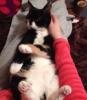 Black and white cat lying on someone's lap belly up