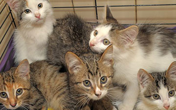 Five white and brown kittens