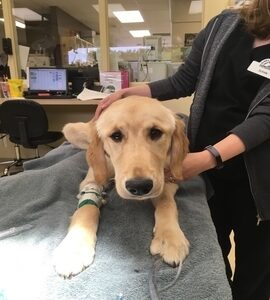 vet caring for a labrador laying in examination table